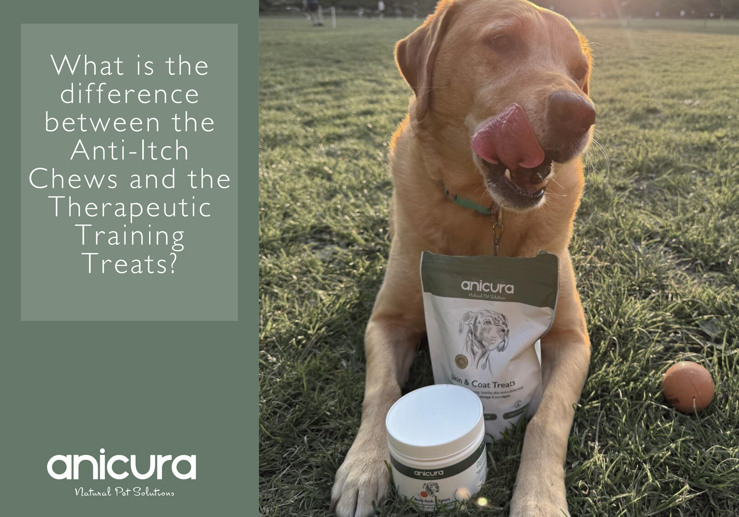 What is the difference between the Anti-Itch Chews and the Therapeutic Training Treats?