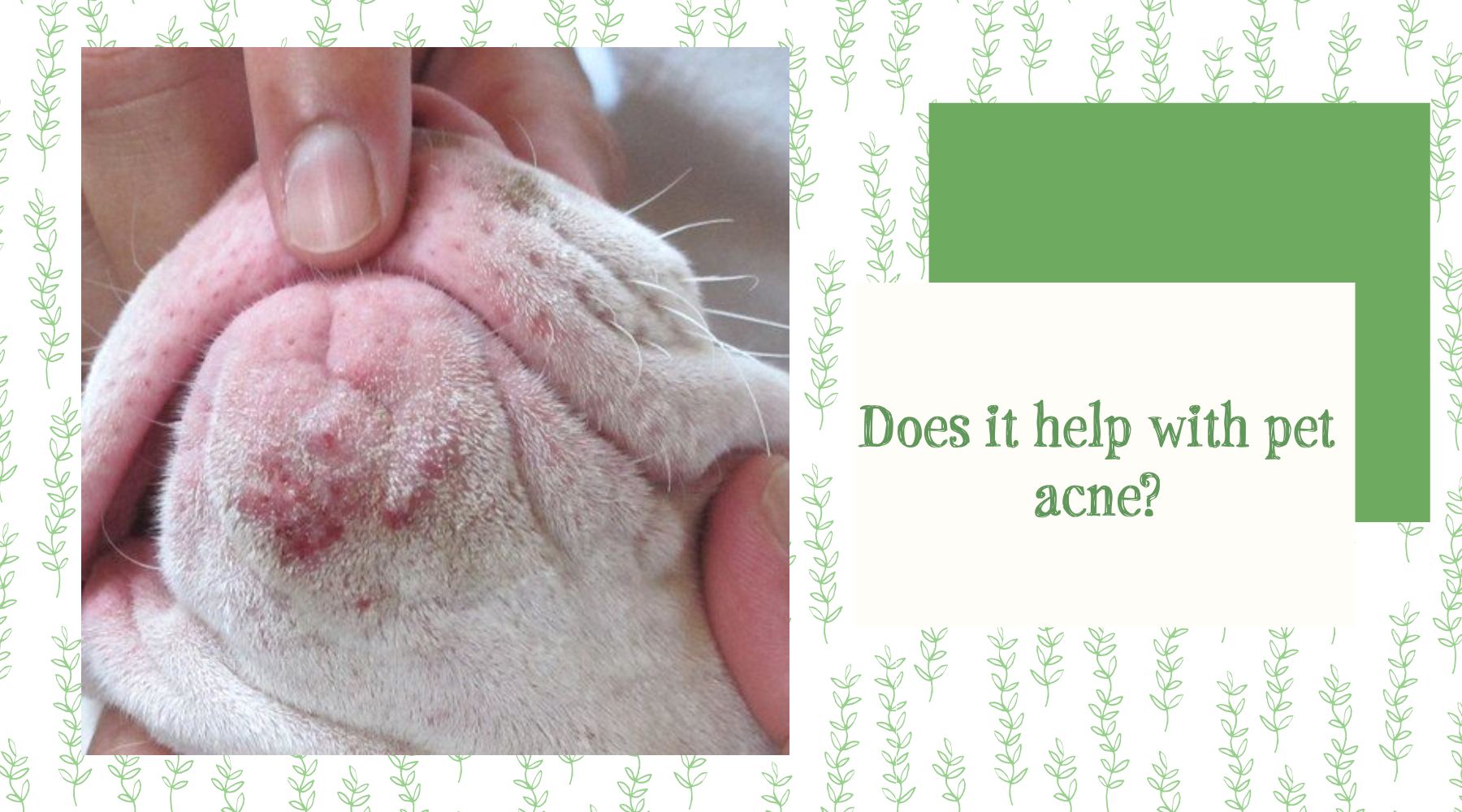 Does it help with pet acne? Anicura Natural Pet Solutions