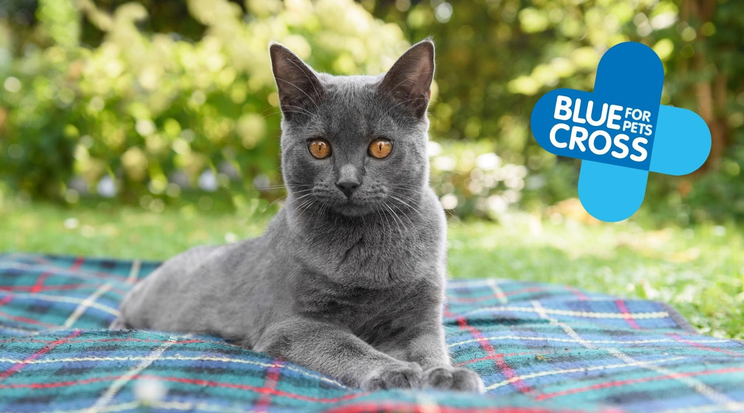Blue Cross' Tips for Keeping your Cat Cool