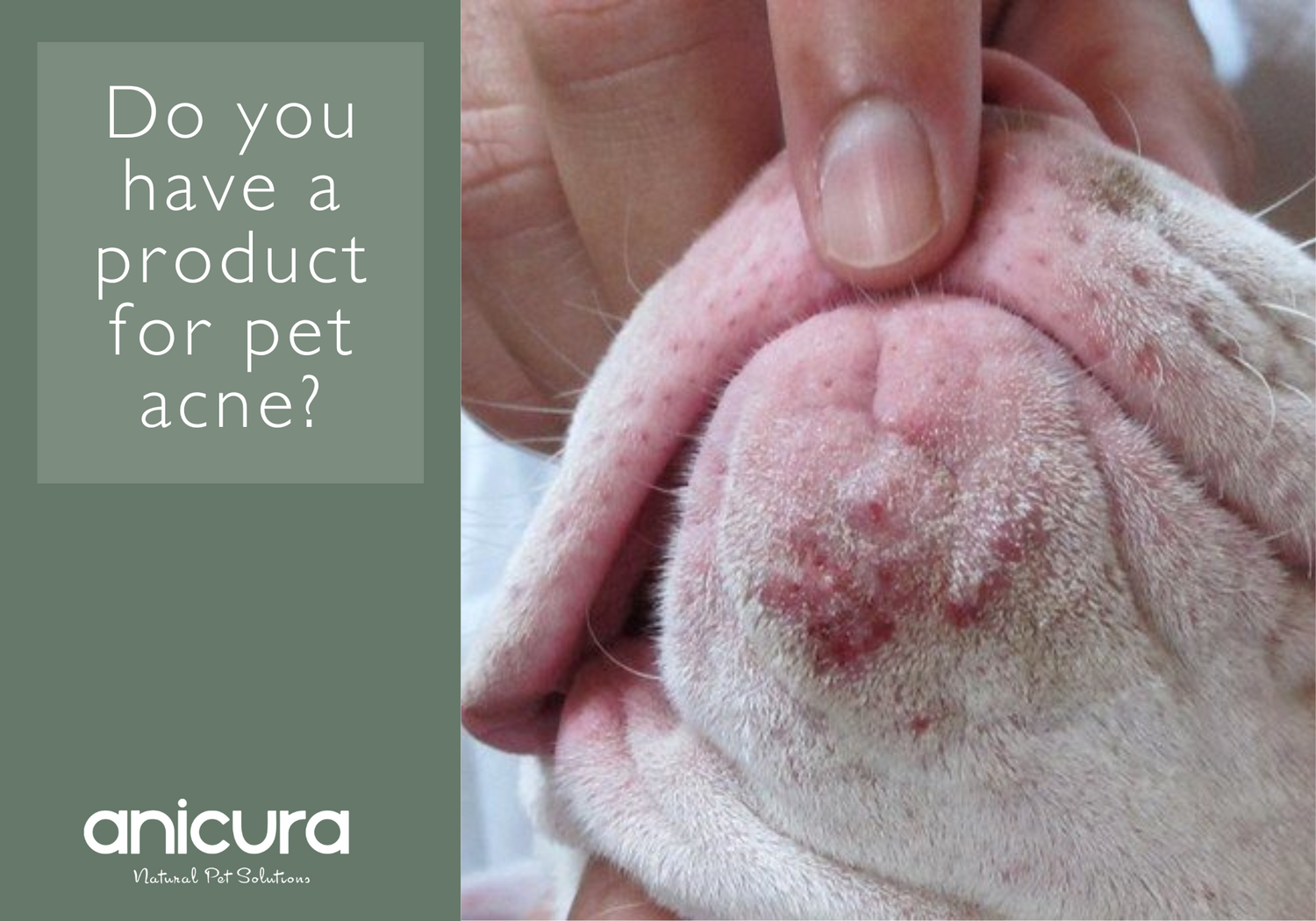 Do you have a product for pet acne?