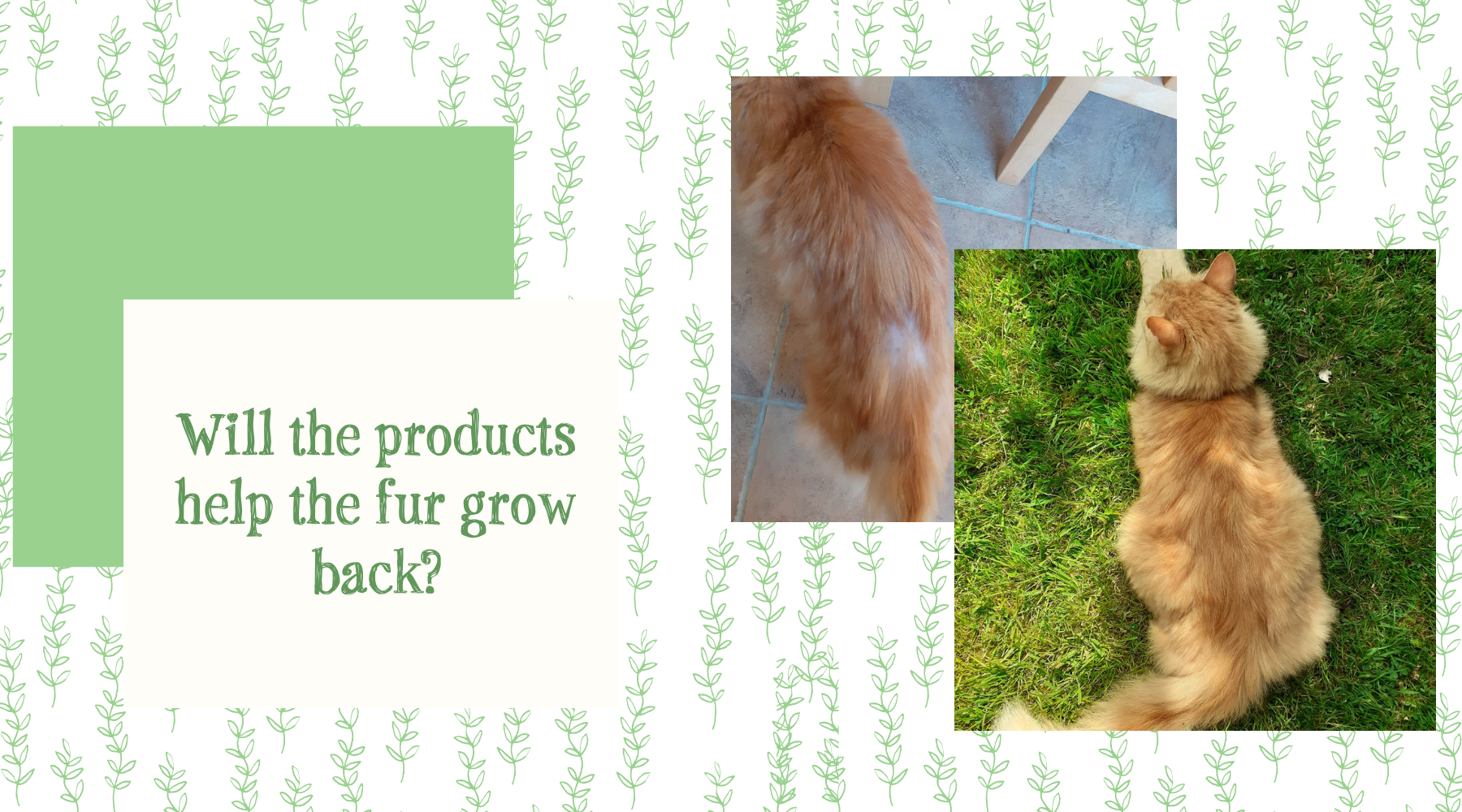 Will the products help the fur grow back? Anicura Natural Pet Solutions