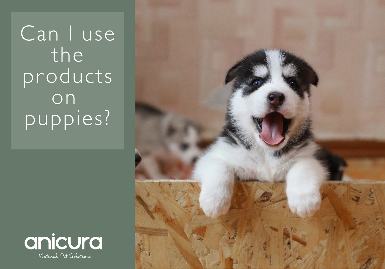 Can I use the products on puppies?