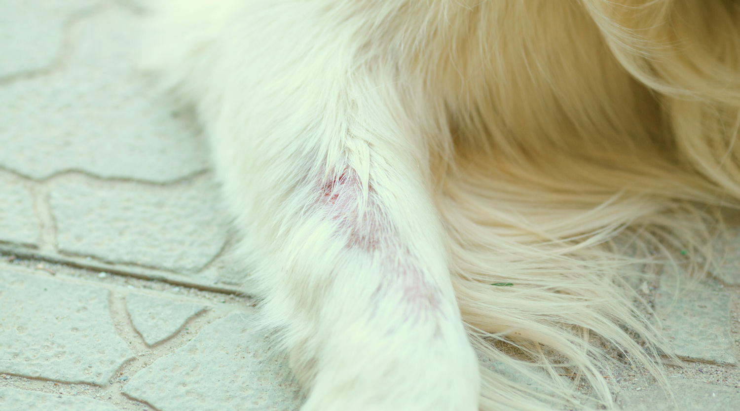 DOs and DON'Ts for Pet Eczema