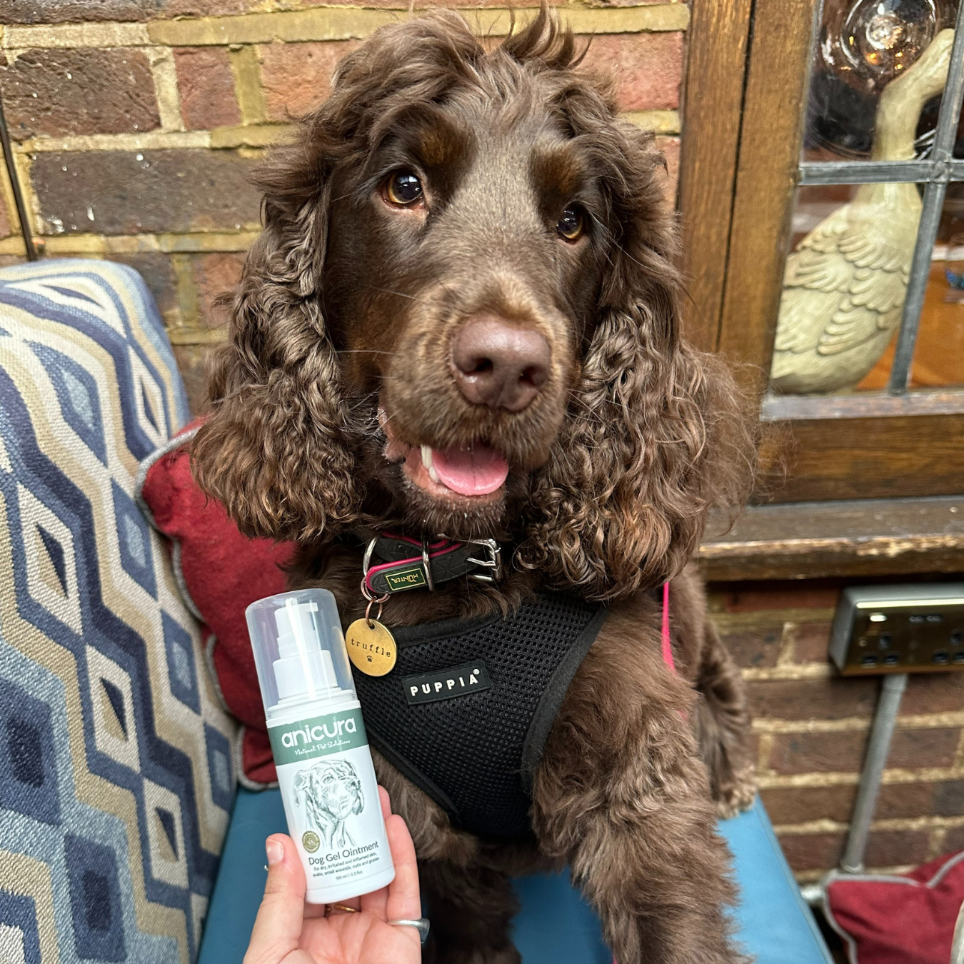 Dog Gel