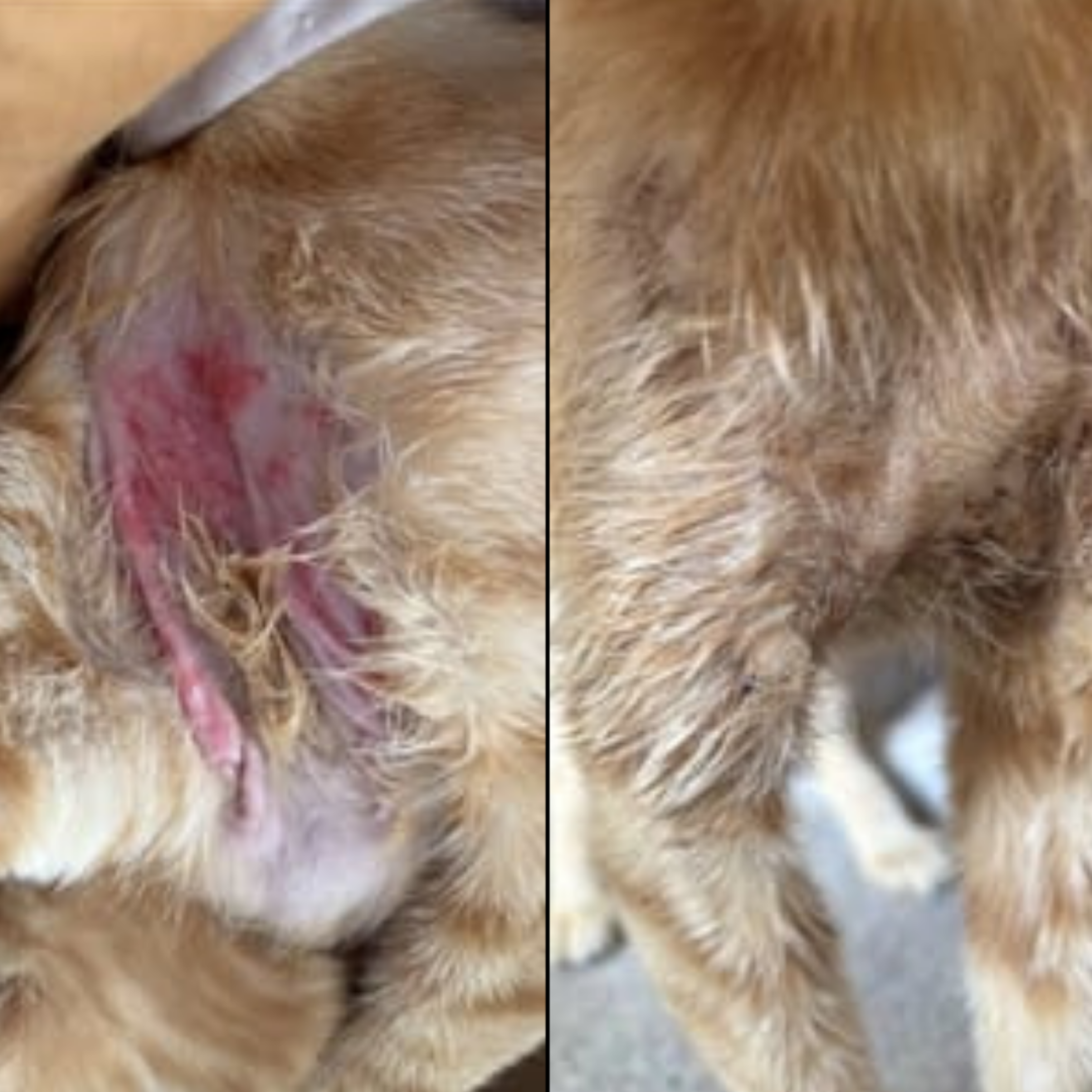 Cat Skin Rescue Bundle