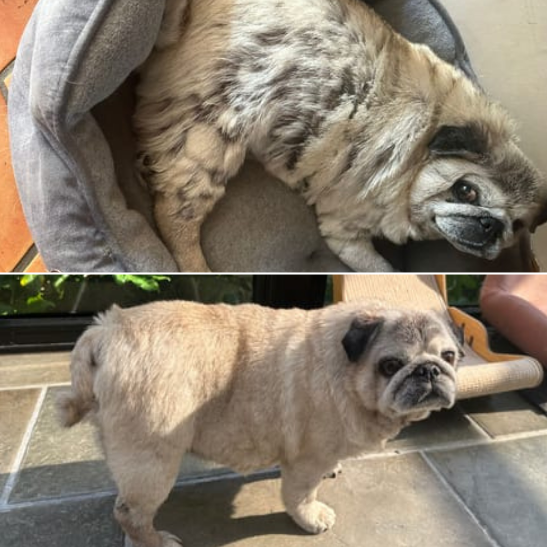 Large Dog Duo