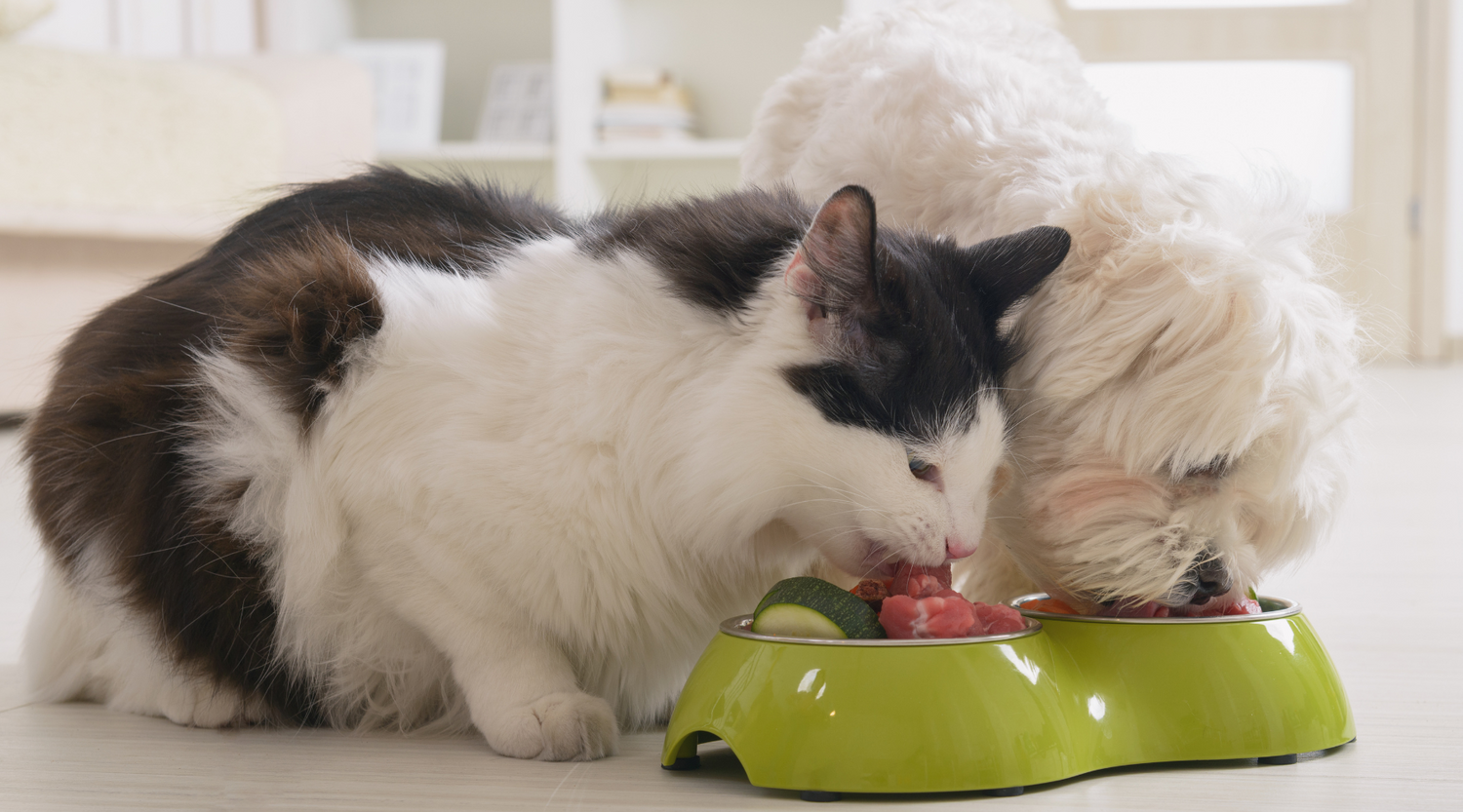 Why Raw Feeding is Important for your Pet's Skin