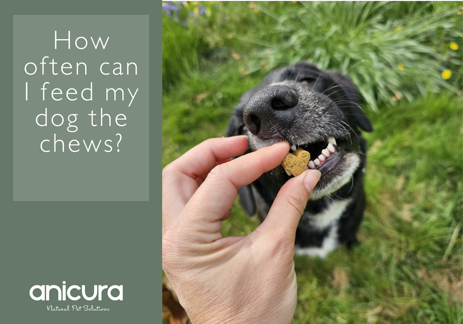 How often can I feed my dog the Anti-Itch Chews?
