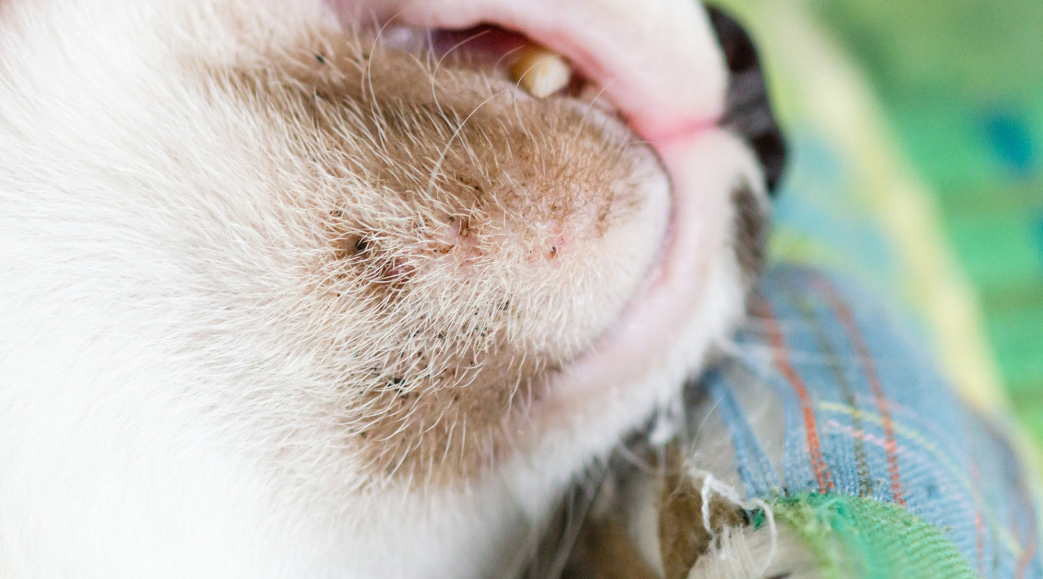Understanding and Tackling Your Pet's Acne