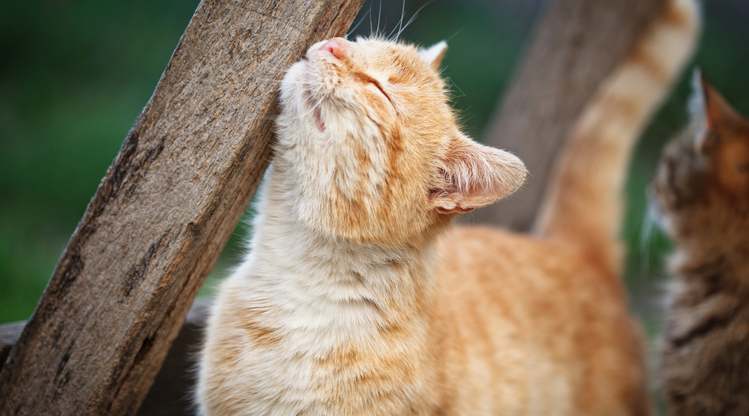 Identifying Commonly Found Skin Issues in Your Cat