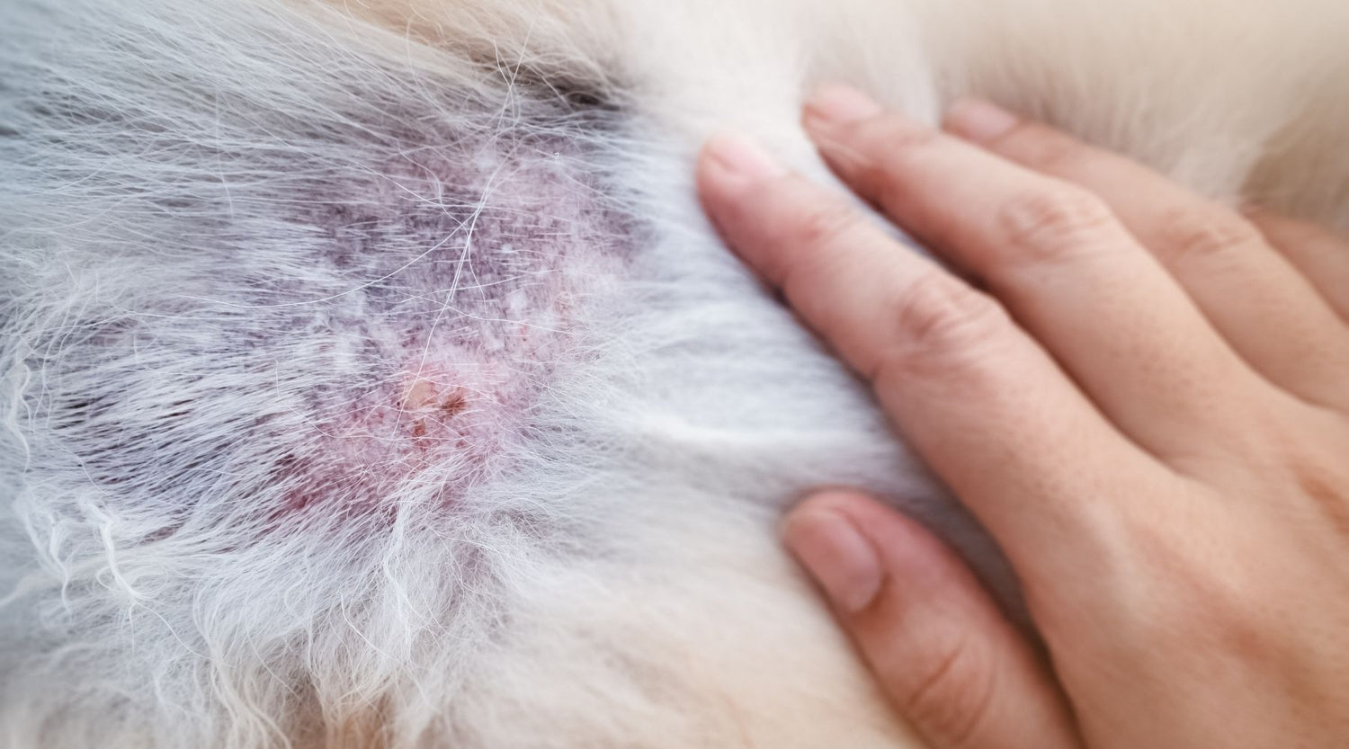 Managing Your Pet's Dermatitis