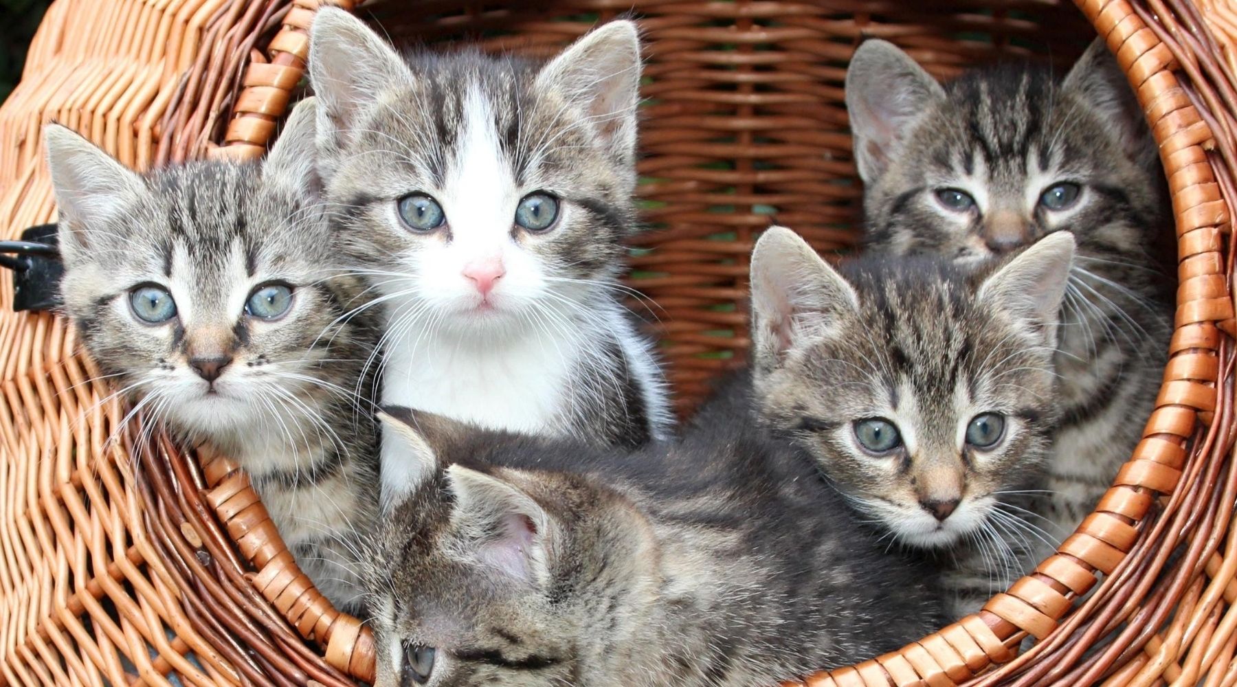 Summer tips for our feline friends! – Anicura Natural Pet Solutions