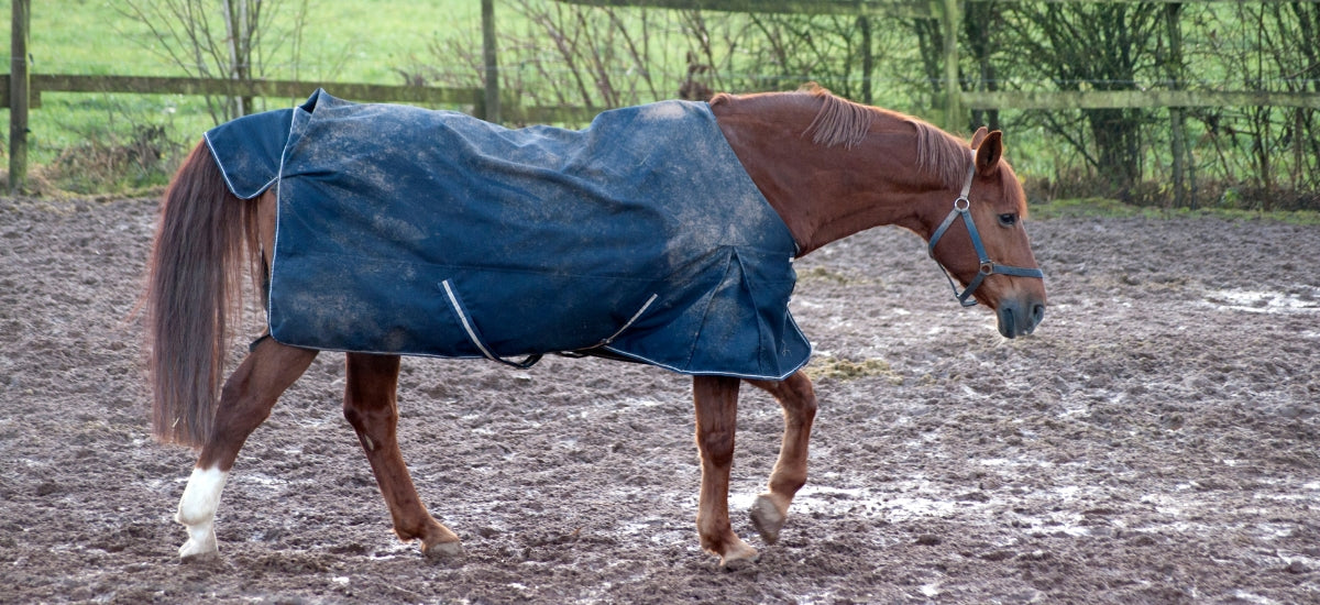 Managing Rain Scald in Horses, Naturally