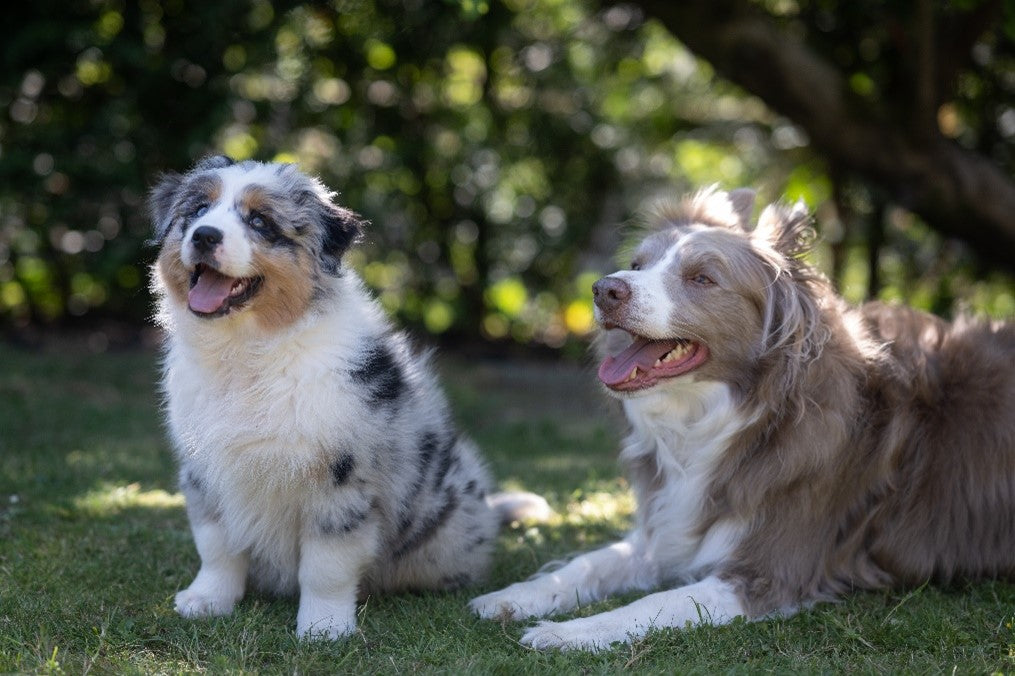 Benyfit Guest Blog - Why Raw Feeding is Beneficial For Your Dog’s Allergy-Prone Skin