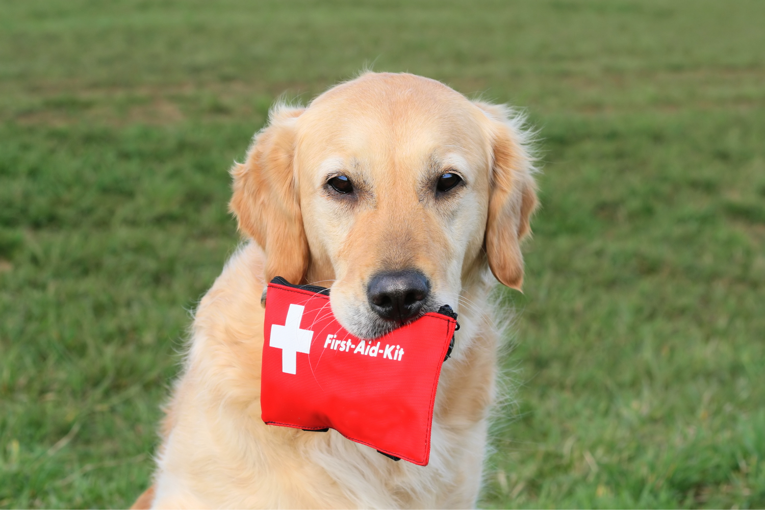 Our Must-Haves in Your Pet's First Aid Kit