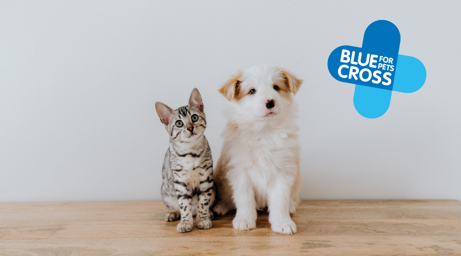 Blue Cross' 8 top tips for getting a new pet