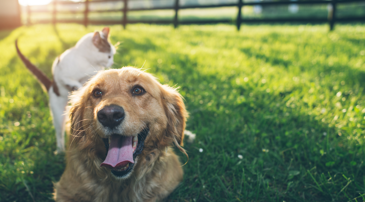 How To Save Your Pet From "The Summer Itch"