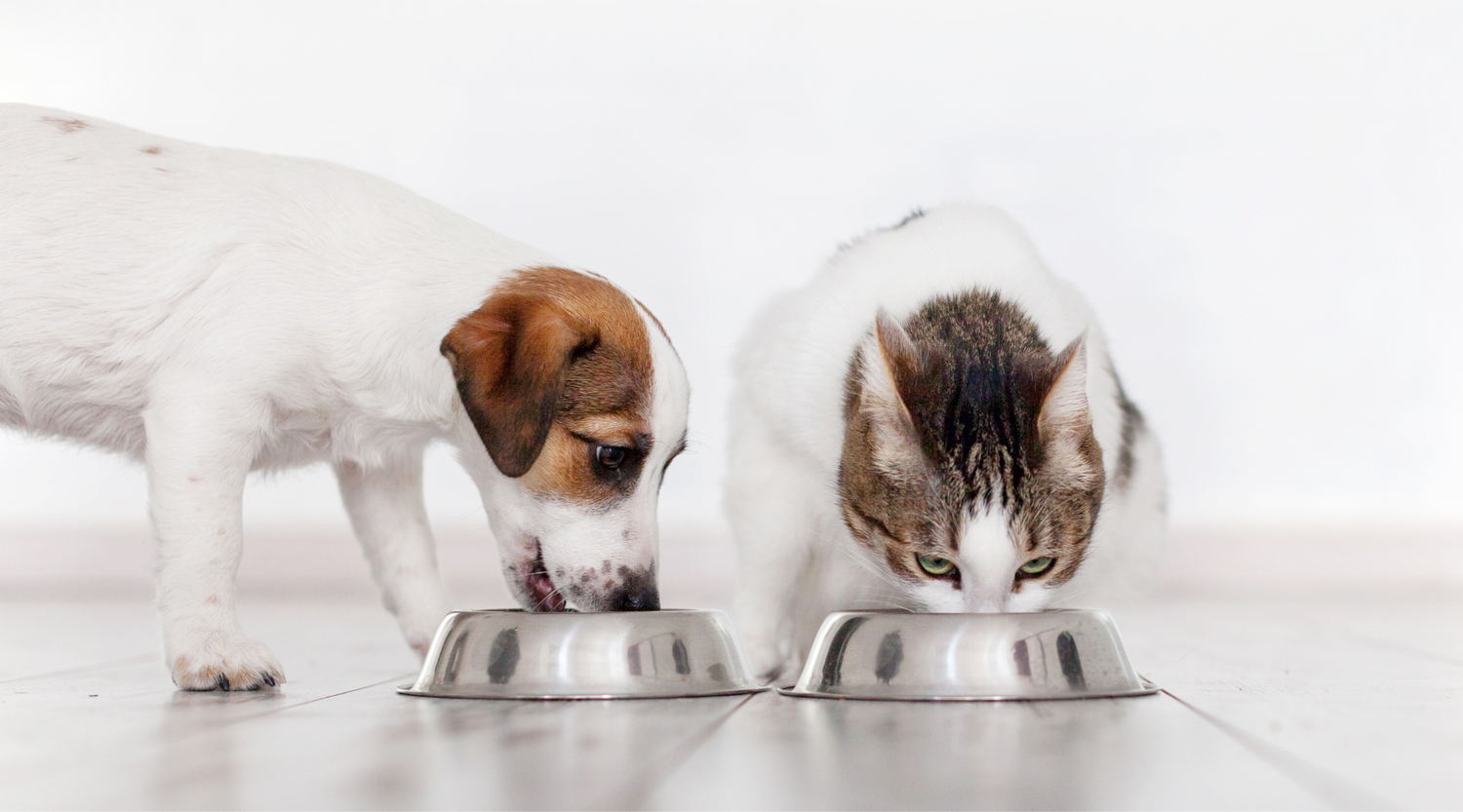 How to identify your pet's food allergies