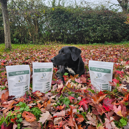 Dog Treats Trio