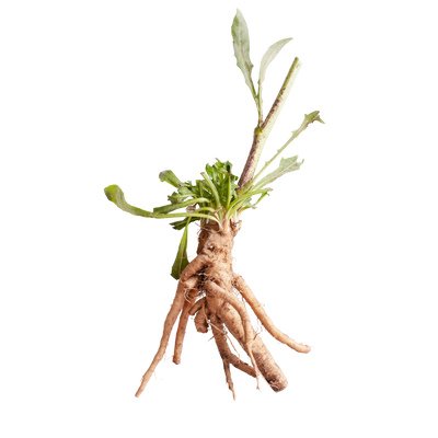 Chicory Root Powder