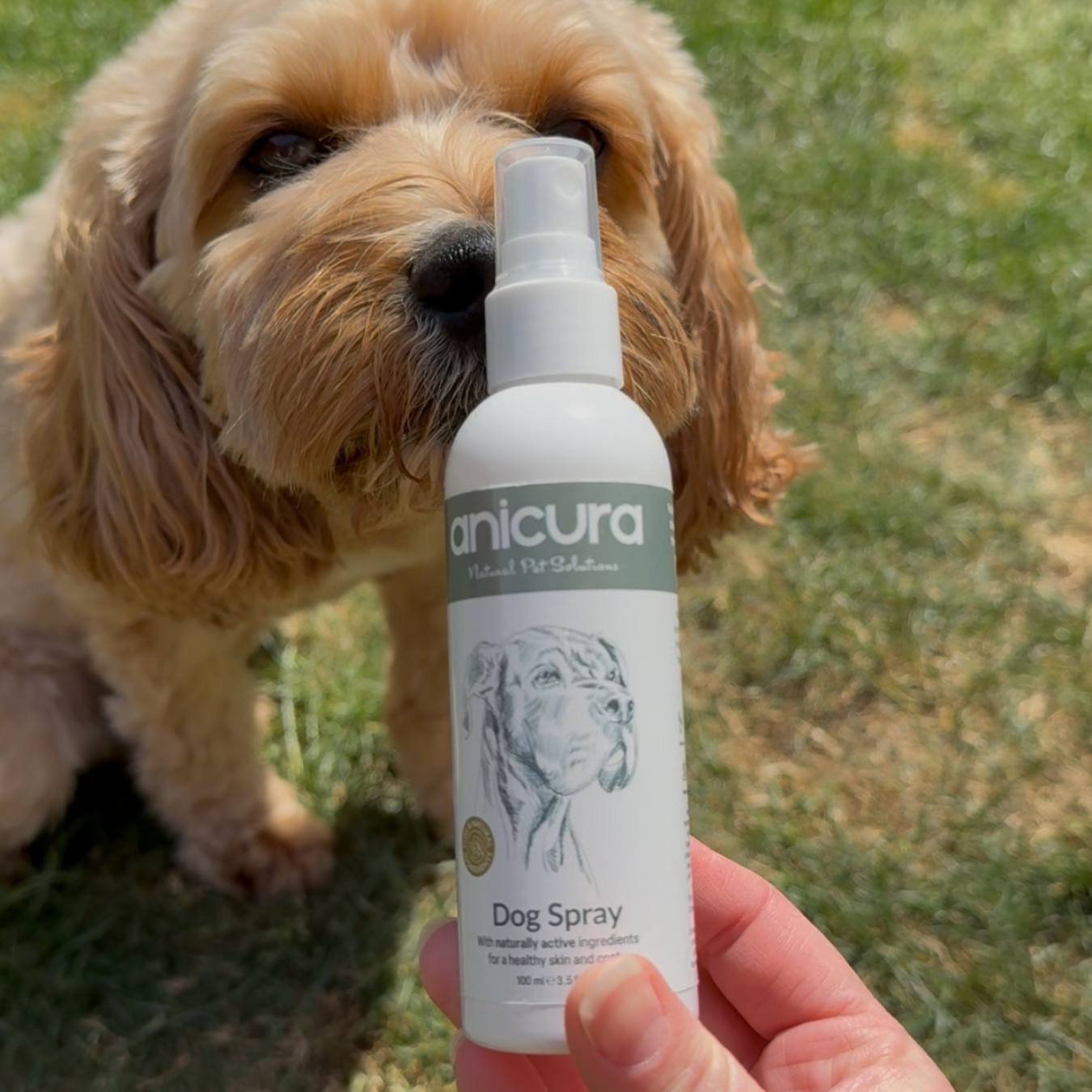 Dog Spray