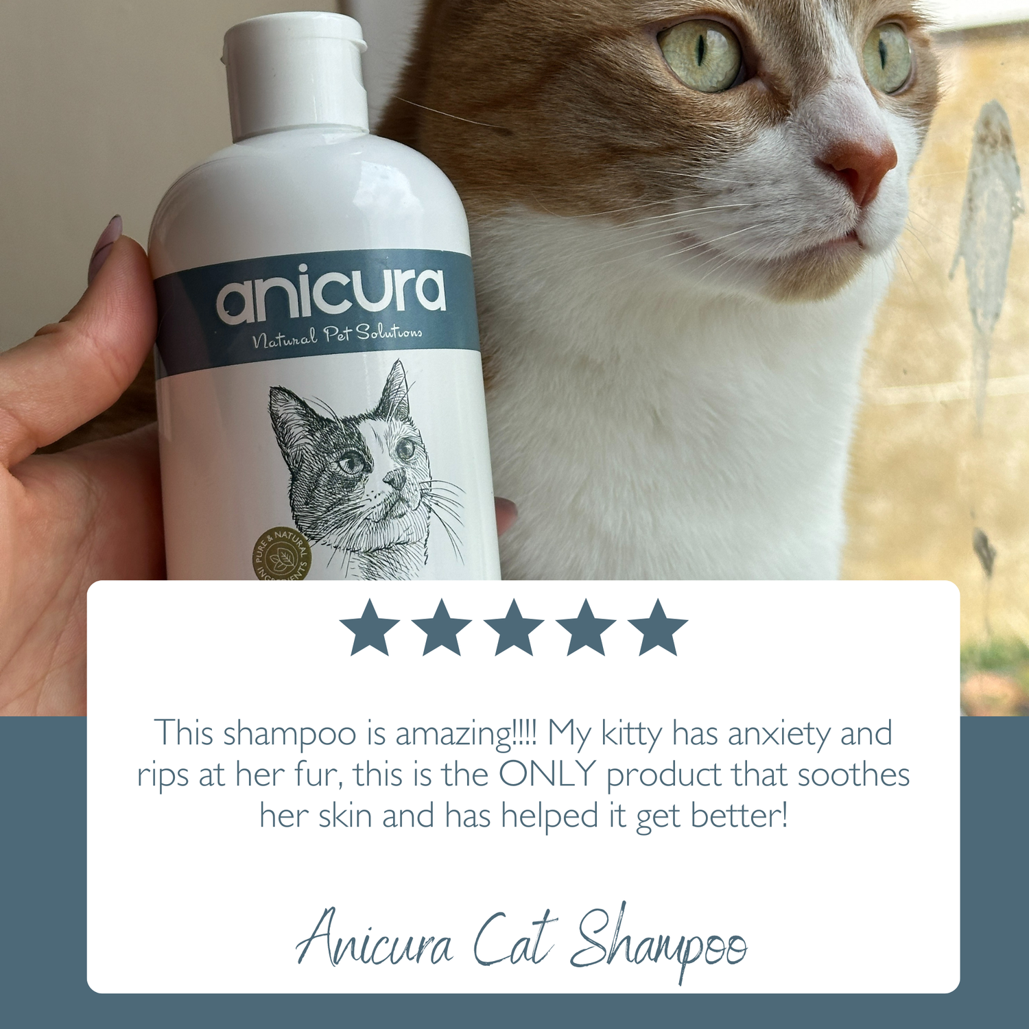 Cat Shampoo