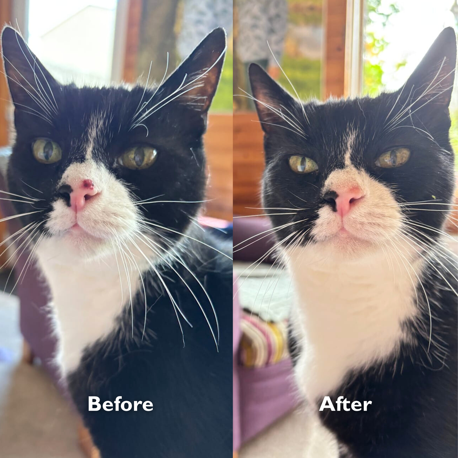 Cat Gel Twin Pack