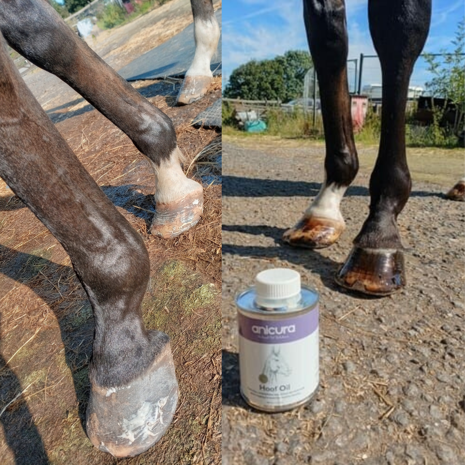Hoof Oil