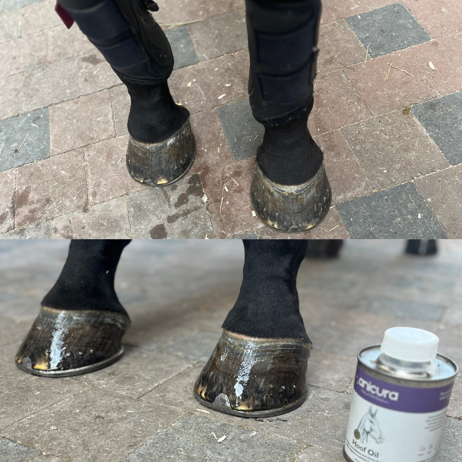 Hoof Oil