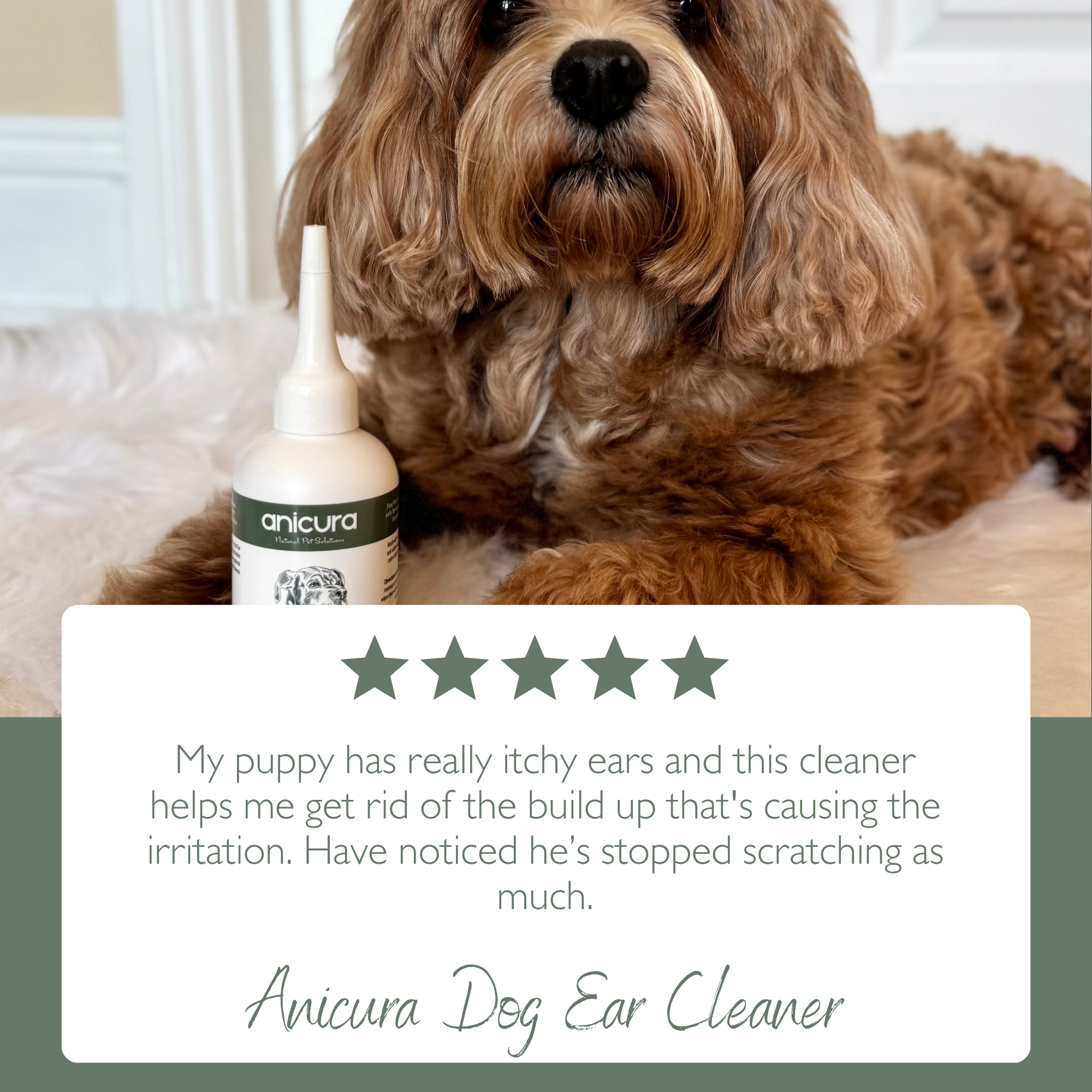 Dog Ear Cleaner