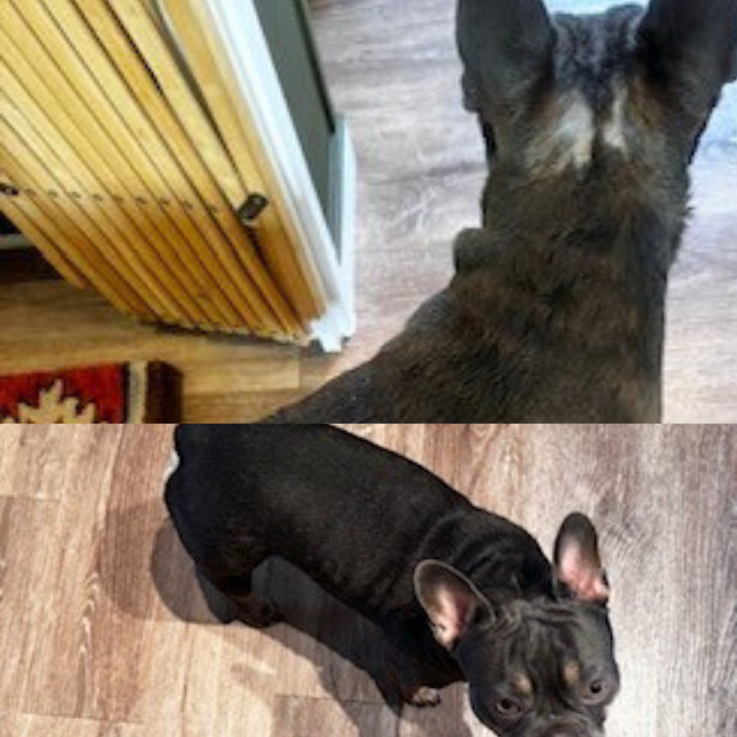 Large Dog Skin Rescue Bundle