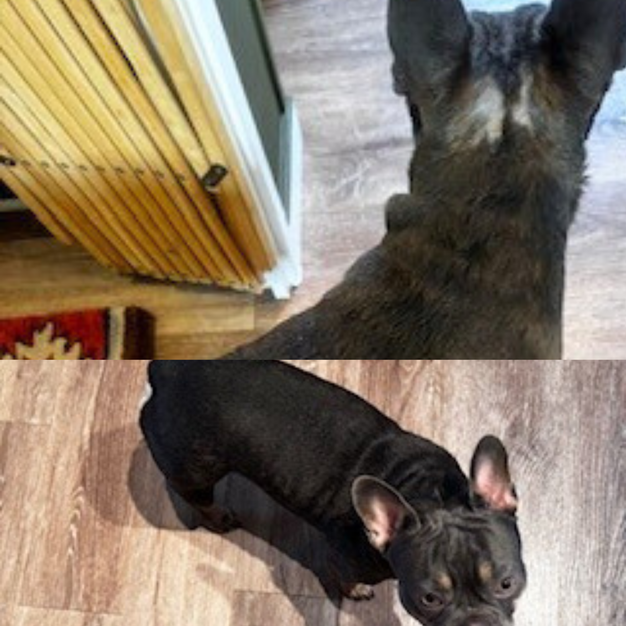 Large Dog Skin Rescue Bundle