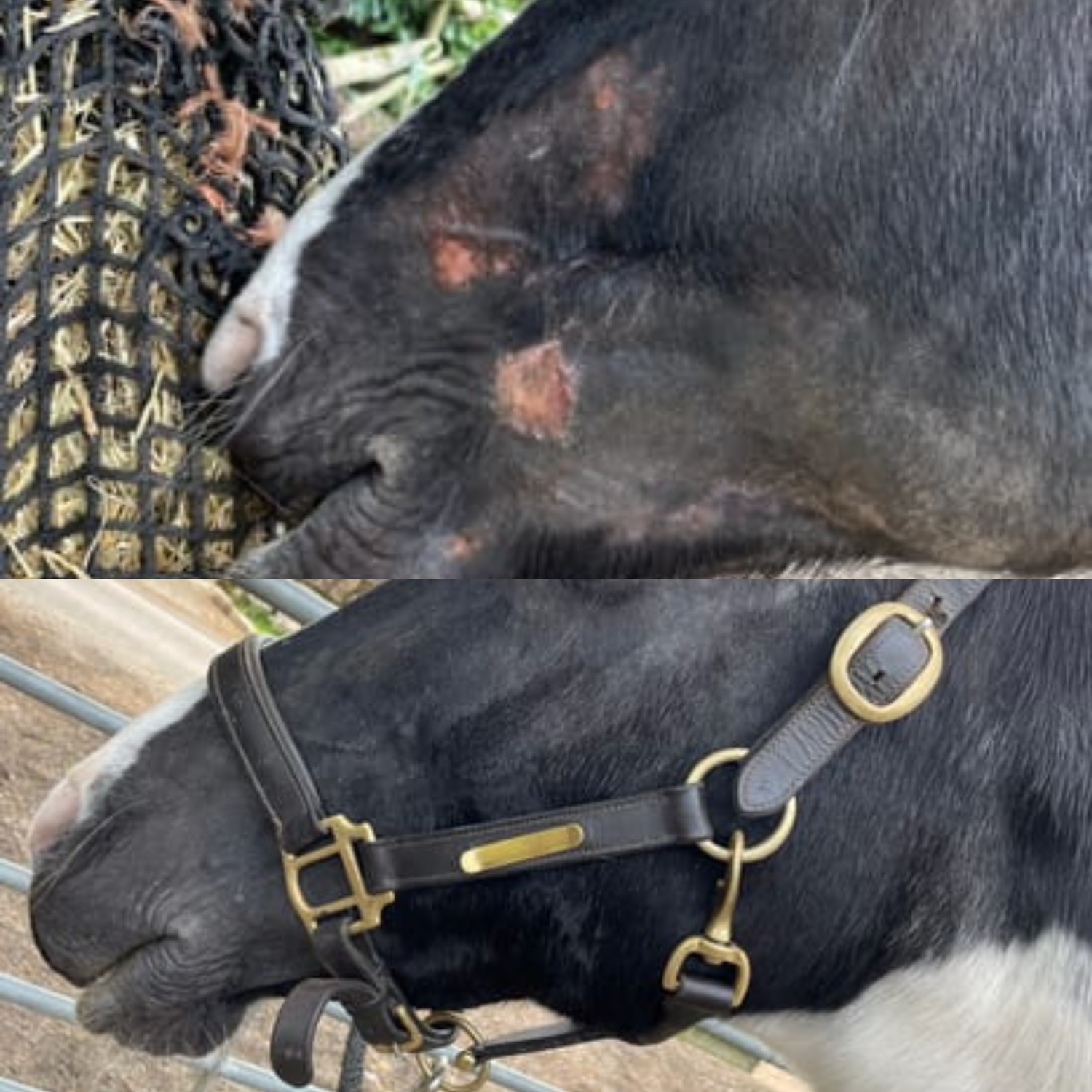 Horse Skin Rescue Bundle