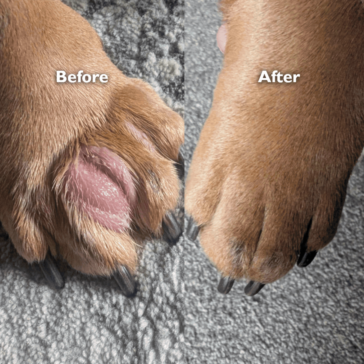 Dog Gel
