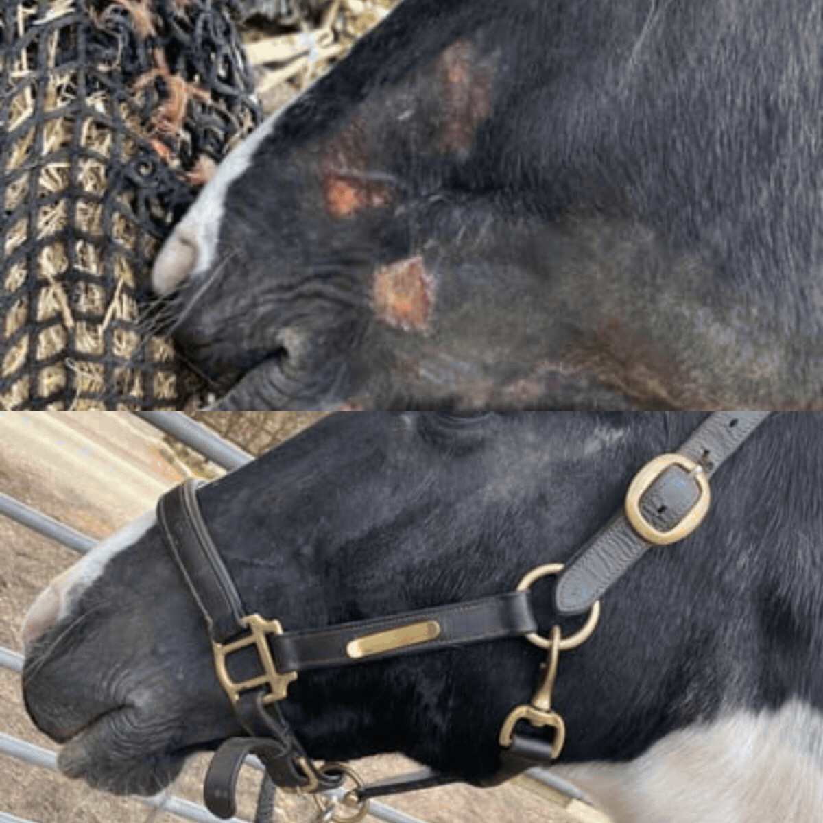 Horse Gel