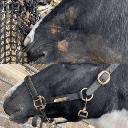 Horse Duo Pack