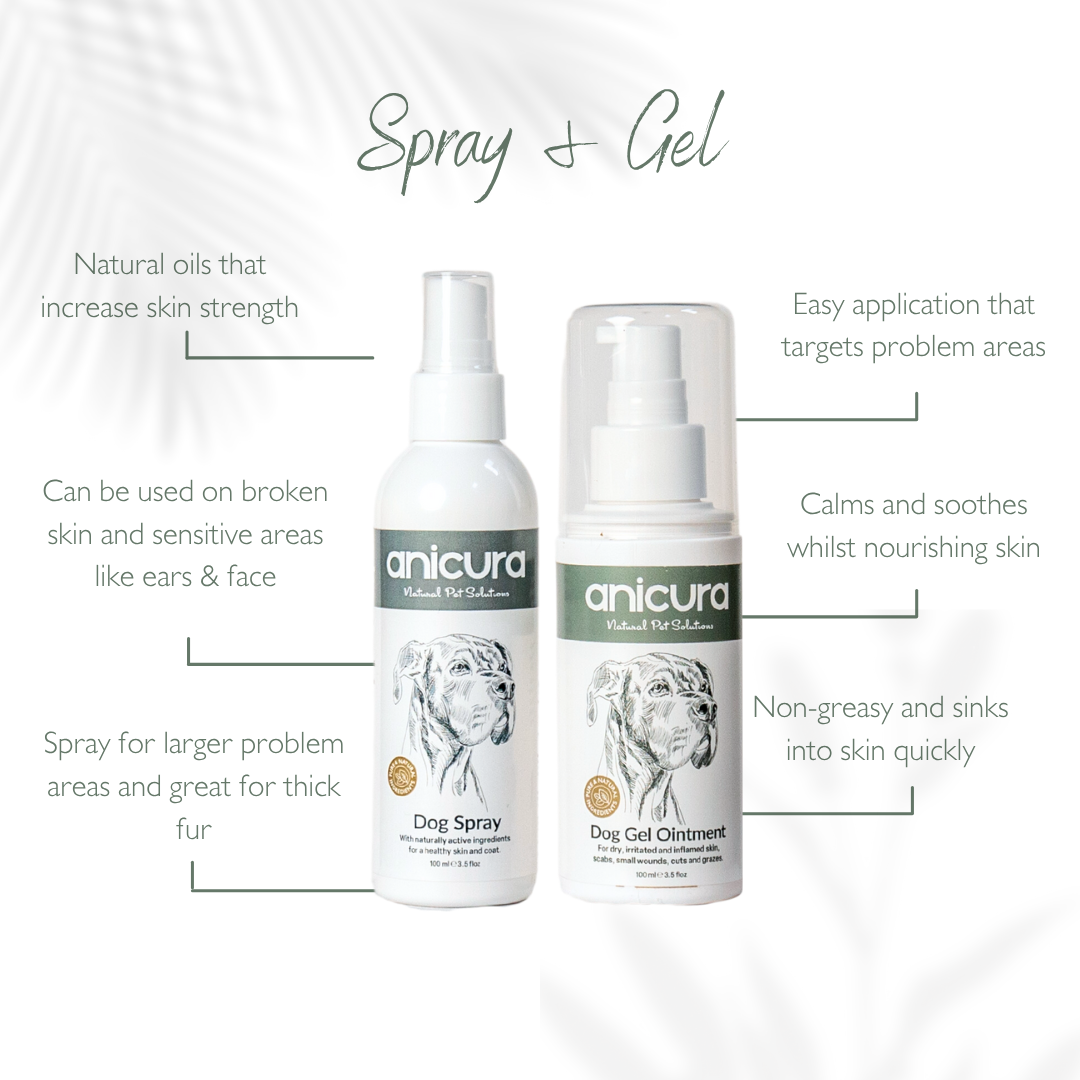 Everyday Dog Essentials Bundle