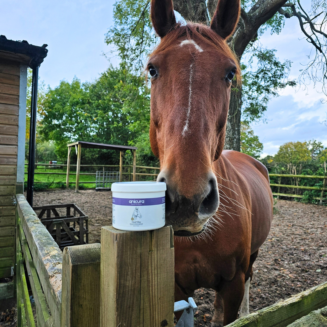 Hoof Clay