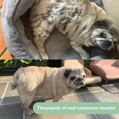 Dog Skin Rescue Kit