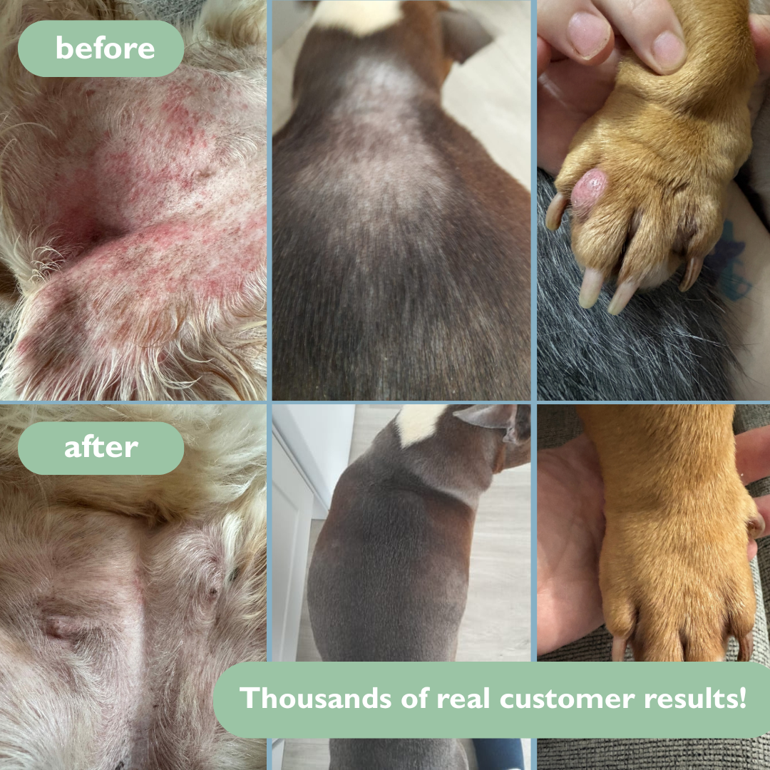 Dog Skin Rescue Kit