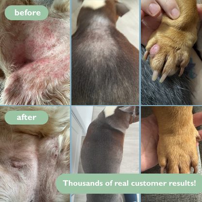 Dog Skin Rescue Kit