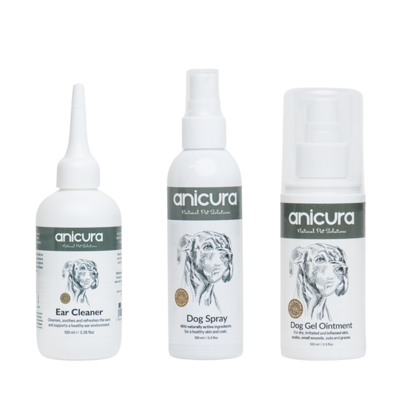 Everyday Dog Essentials Bundle