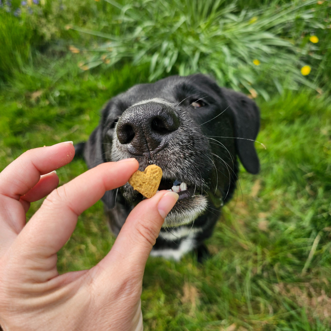 Dog Skin Rescue Kit