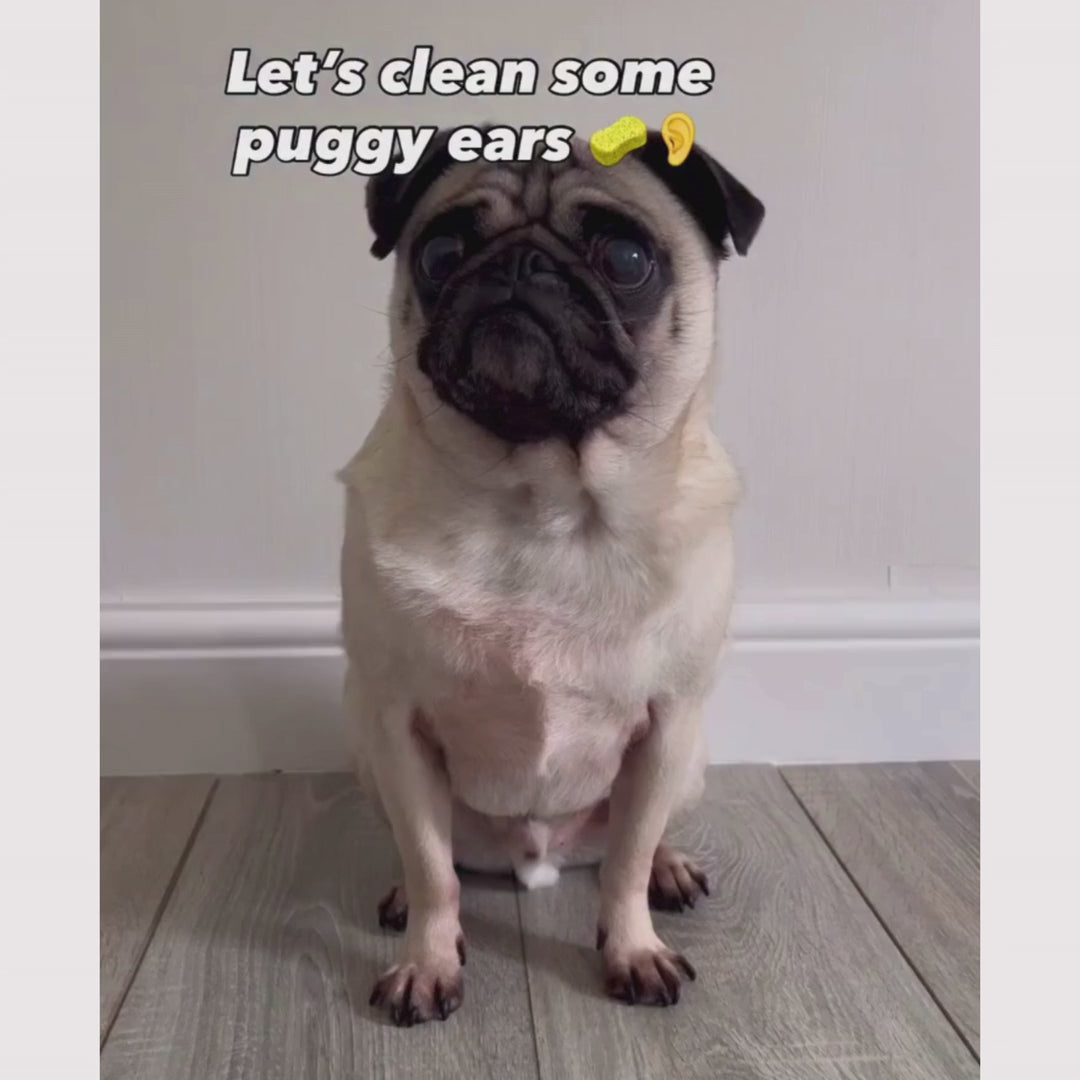 Dog Ear Cleaner