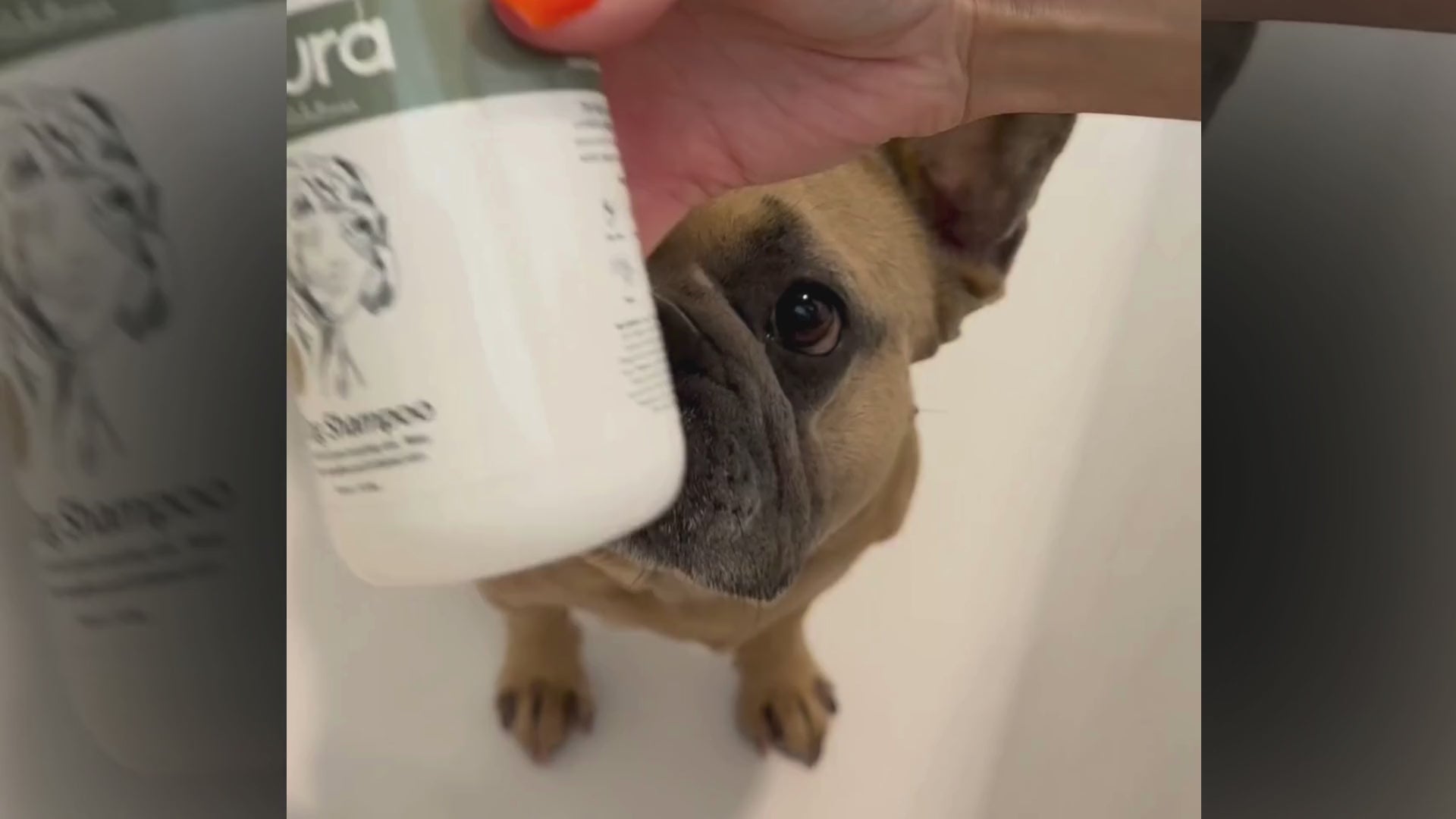 Dog Shampoo