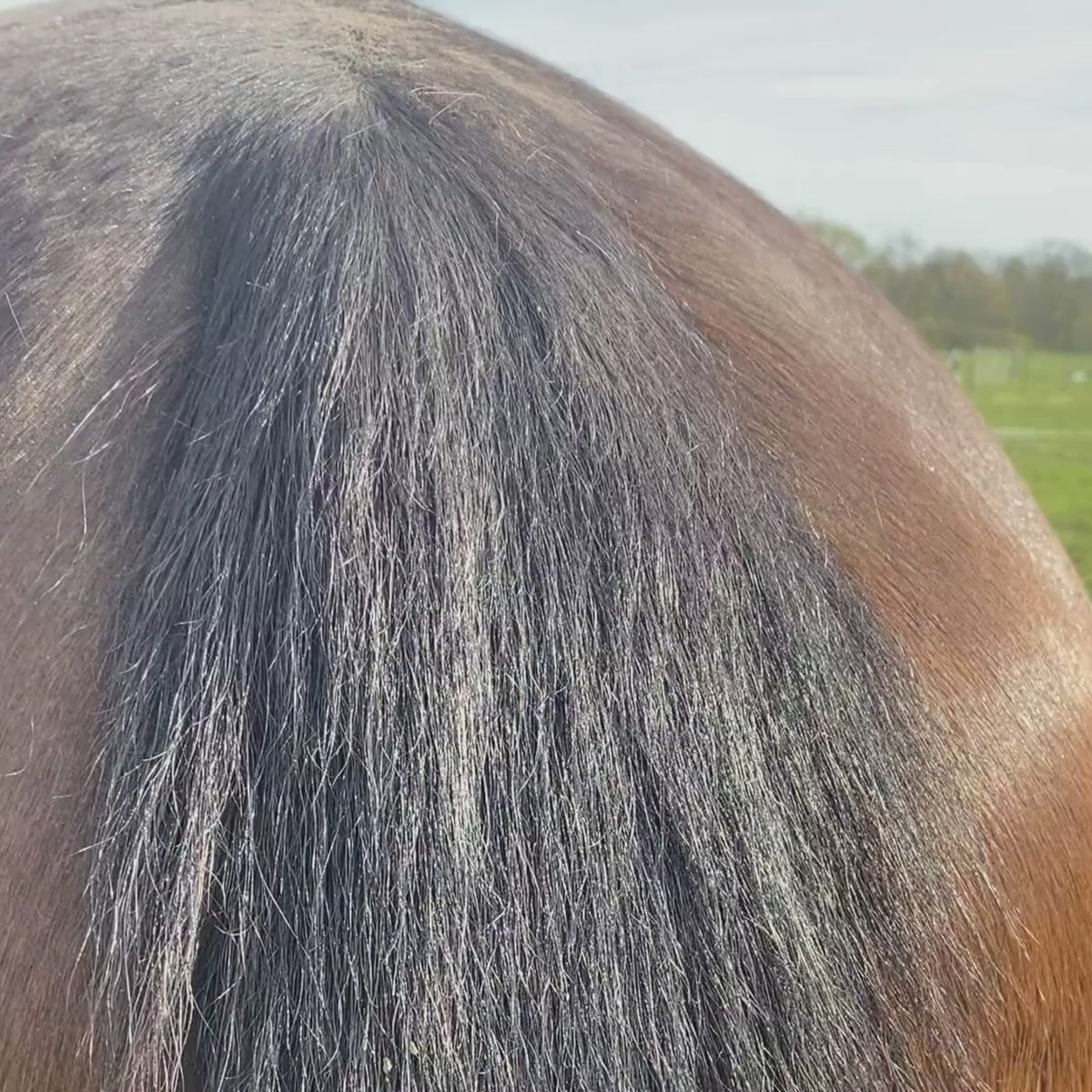 Horse Gel